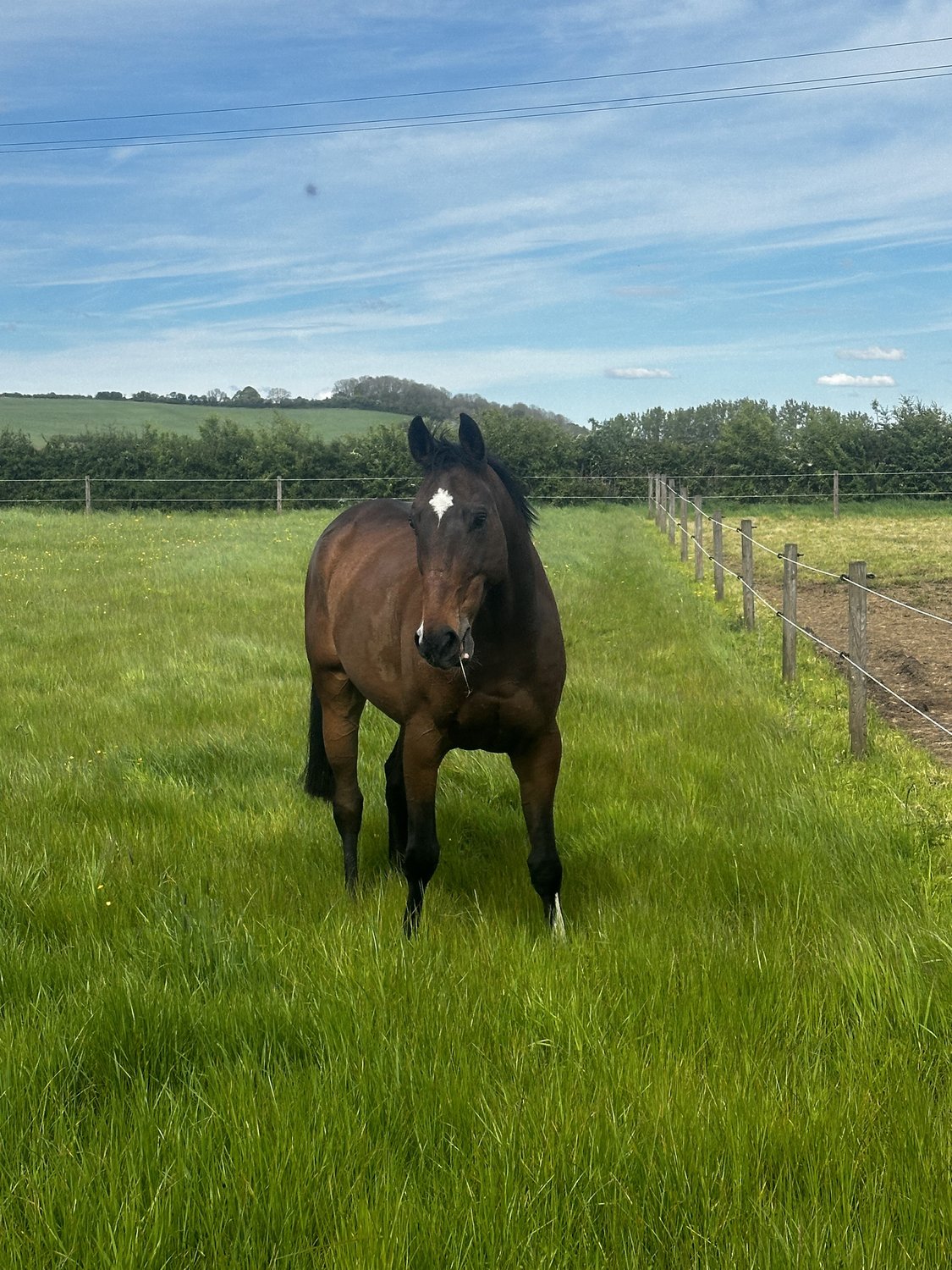 Old Beginnings grazing