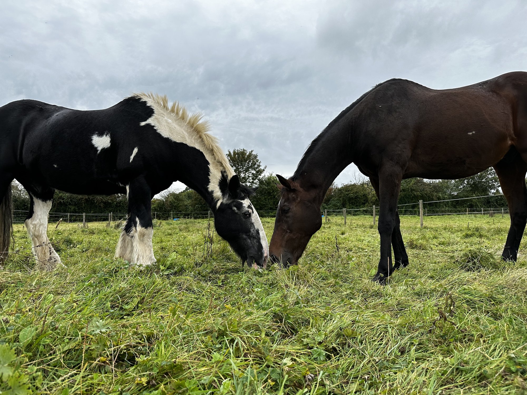 Domino and The Whistling Teal