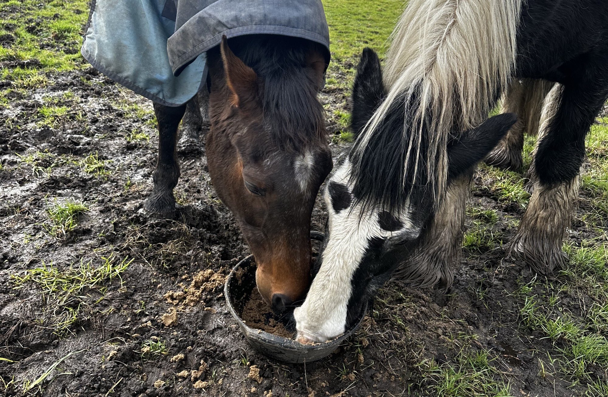 Tealy and Domino sharing feed